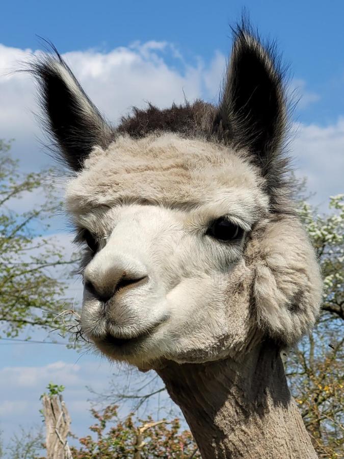 RambowMaerchenhaft Urlauben Auf Dem Alpakahofアパートメント エクステリア 写真