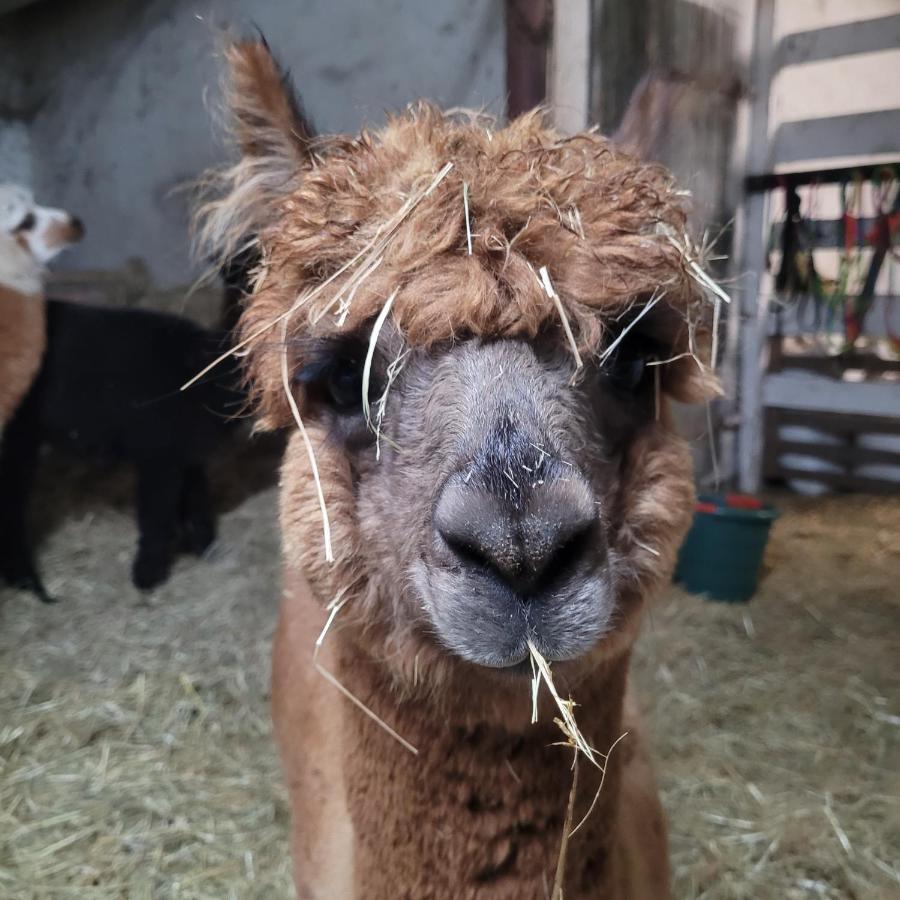 RambowMaerchenhaft Urlauben Auf Dem Alpakahofアパートメント エクステリア 写真
